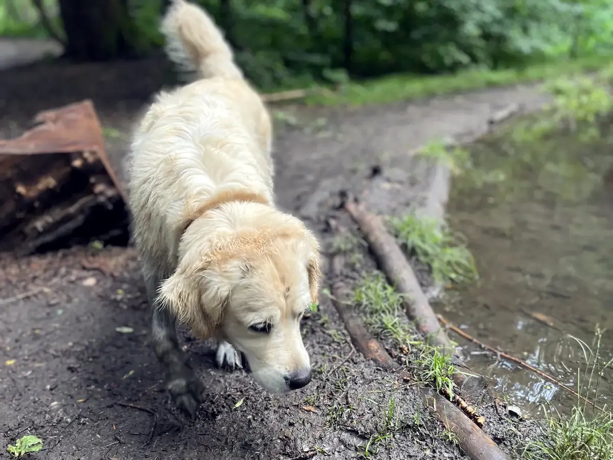Cadela golden retriever caminha por um caminho florestal lamacento junto a um tronco caído