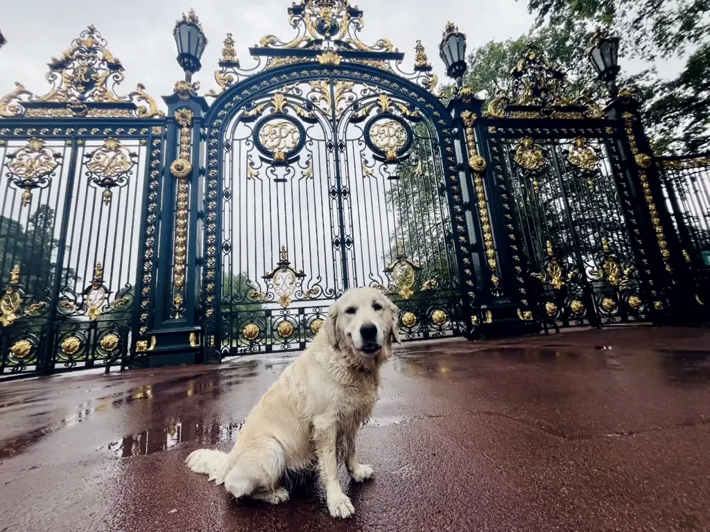Cadela golden retriever sentada sozinha na calçada molhada diante de um portão de ferro forjado ornamentado, na cidade