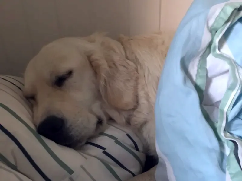 Zlatá retríverka spí s hlavou na vankúši v posteli