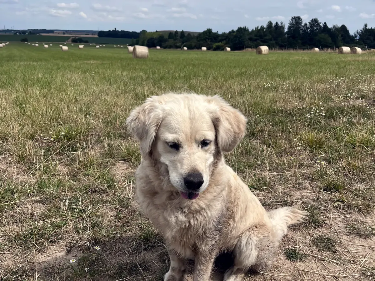 Aranyretriever ül egy lekaszált mezőn, a háttérben szalmabálák és erdő