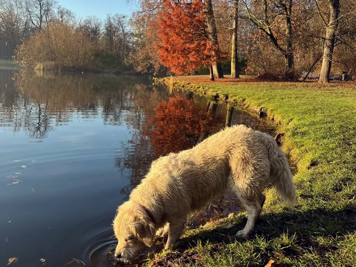 Cățea golden retriever bea apă dintr-un lac toamna, pe malul celălalt un copac ruginiu
