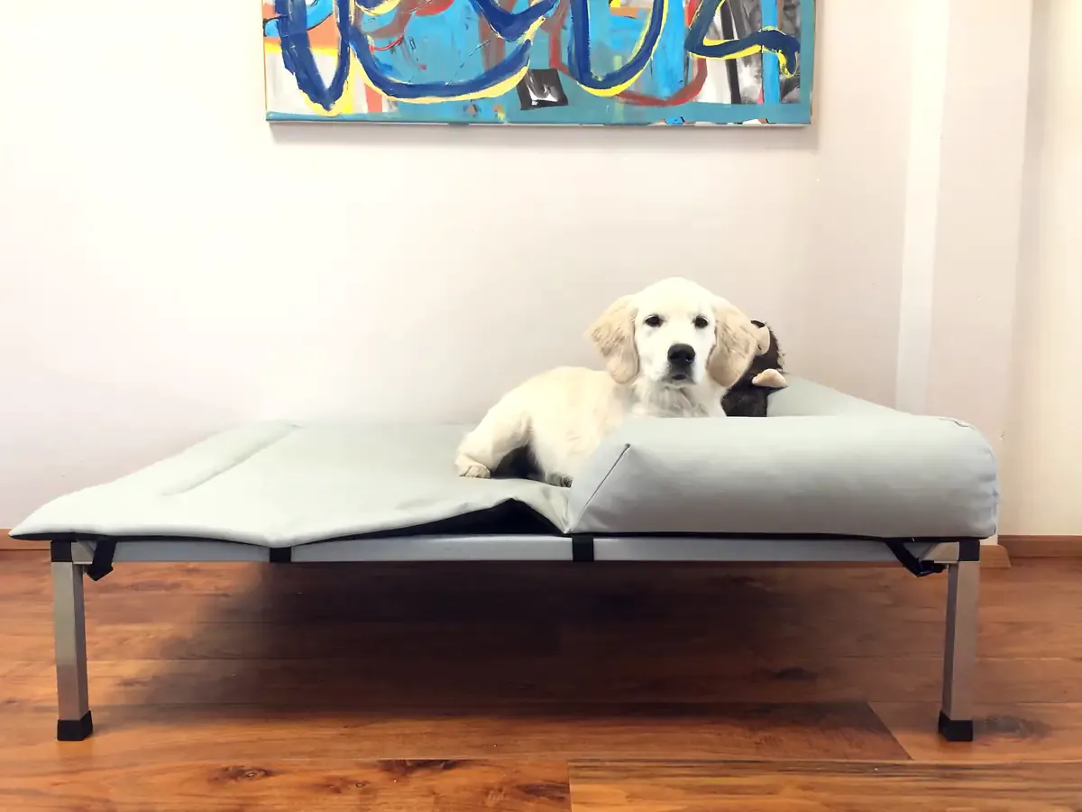 Cachorro golden retriever deitado com um peluche numa cama elevada para cão, num apartamento