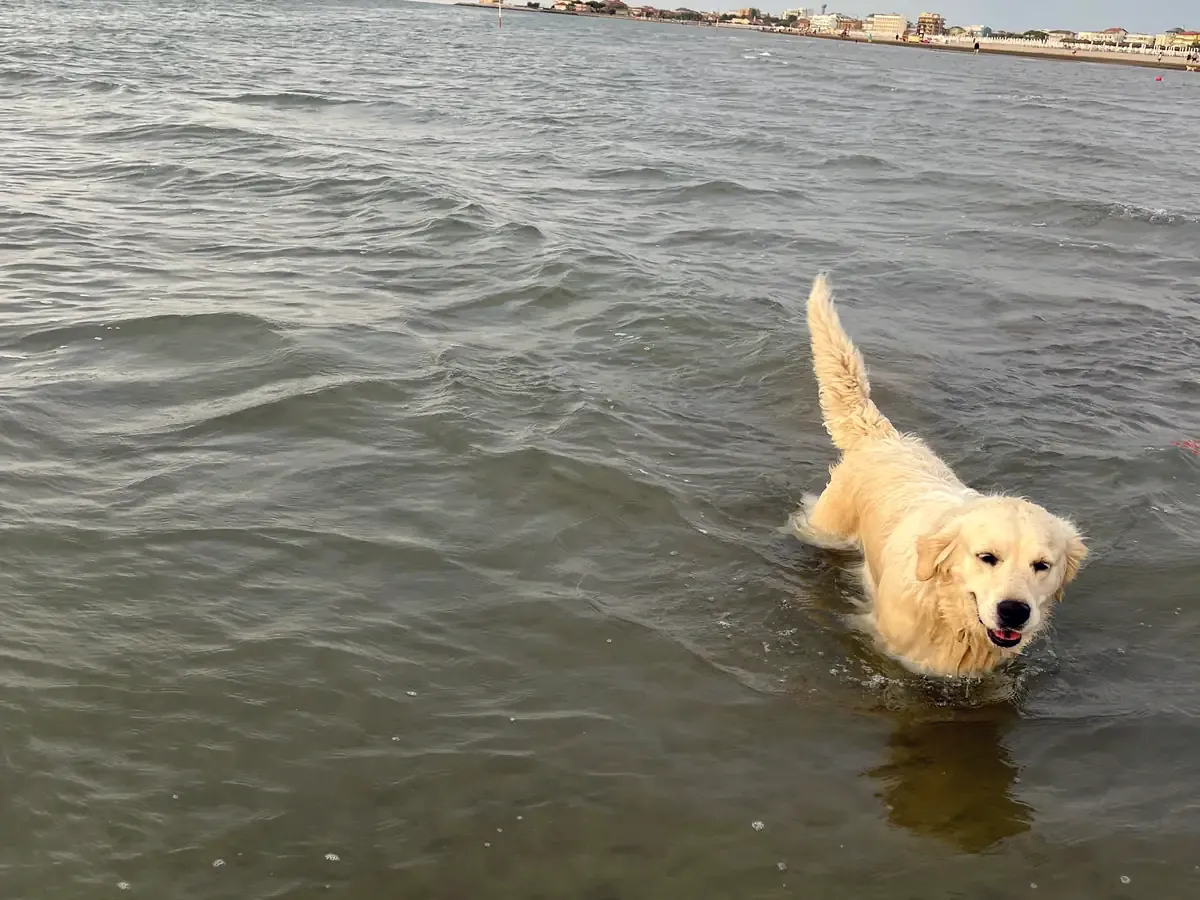 Cadela golden retriever nada na água cinzenta de um lago em direção à margem