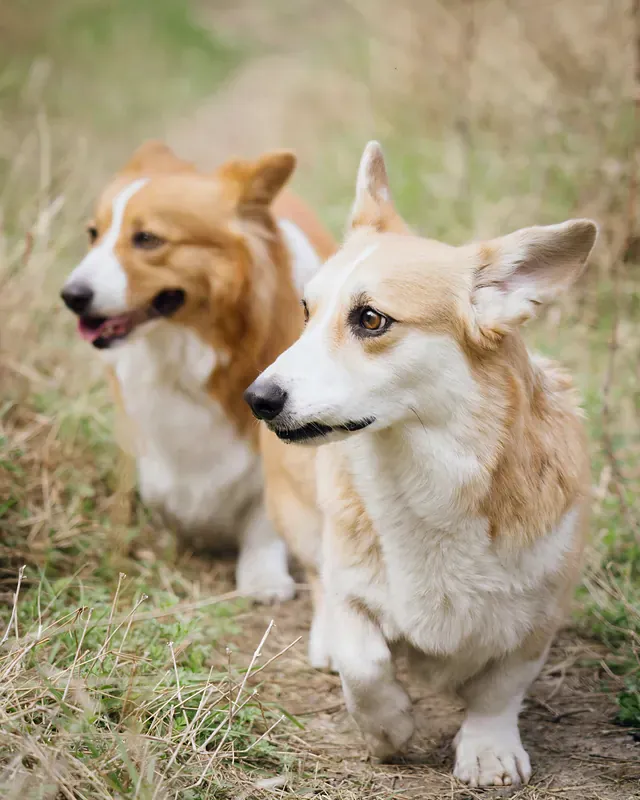 Dva psy plemena corgi kráčajú vedľa seba po poľnej ceste